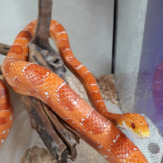 コーンスネーク