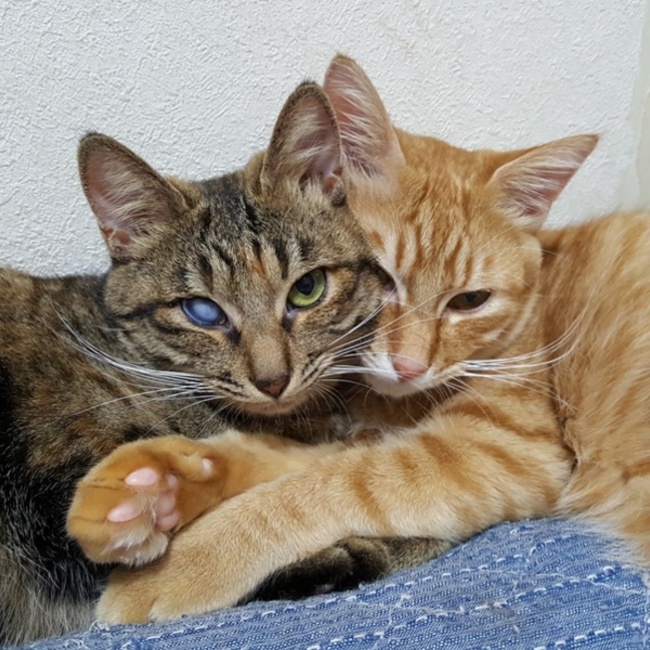 せんなん猫の会＠大阪府泉南市のカバー写真