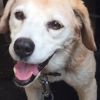 元気でお散歩が大好きな老犬ビーグル