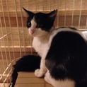 ハチワレ子猫、活発な女の子です
