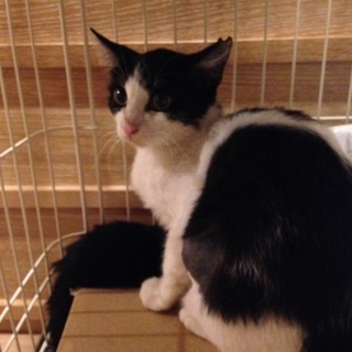 ハチワレ子猫、活発な女の子です