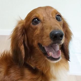 とっても元気なダックスさんです☆