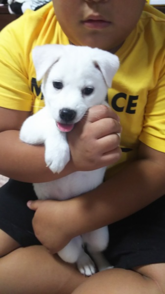 おとぼけ顔の子犬 広島県 犬の里親募集 ペットのおうち 月間利用者150万人