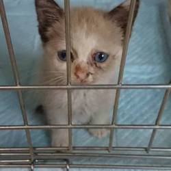 不思議ねこんち  上映会スタイル猫譲渡会 猫ふれあい会 サムネイル1