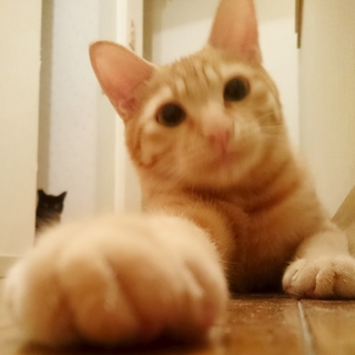 ボンボンしっぽ