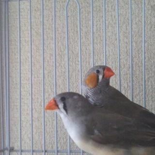 キンカチョウの里親になってください。