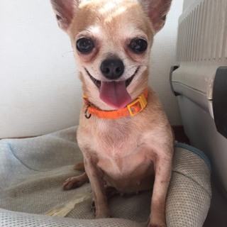 チワワのうめちゃん 里親募集です！