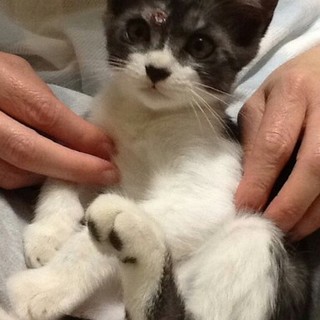 性格はなまるサバ白仔猫 鹿児島県 猫の里親募集 ペットのおうち 月間利用者150万人