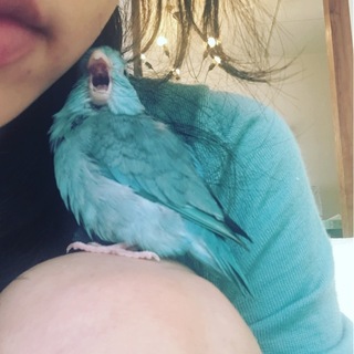 マメルリハ メス