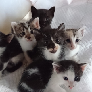 元気いっぱいの子猫ちゃんたちです！