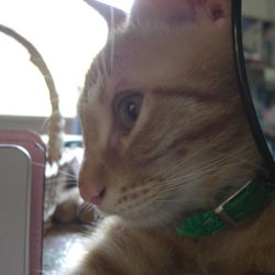 「乳歯抜けました！」サムネイル2