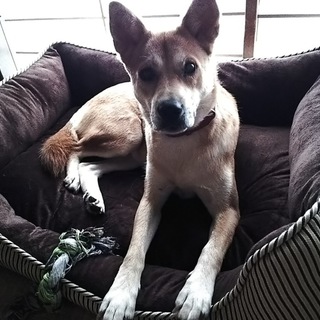 保健所よりレスキュー　穏やかでお利口な女の子