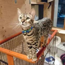 NPO法人 にゃいるどはーと 譲渡会 サムネイル2