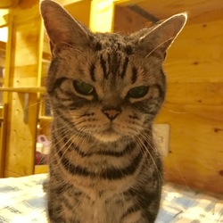 NPO法人 にゃいるどはーと 譲渡会 サムネイル3