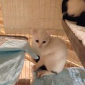 黒いしっぽのキュートな白子猫