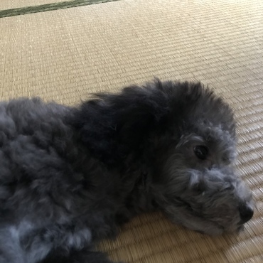 やっと寝てくれた・・・・