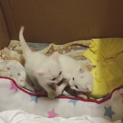 仔猫の成長記録