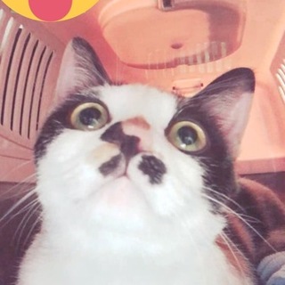 お目目くりくり美人三毛猫ちゃん