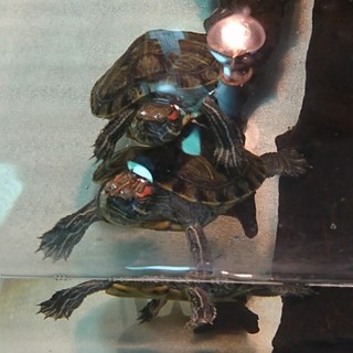 ミドリガメのペア