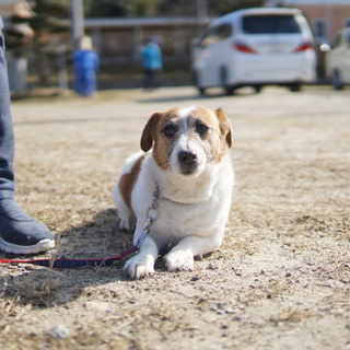 【トライアル中】ジャックラッセルテリア