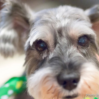 里親様決定　ペロ君　♂　Mシュナ　推定10歳