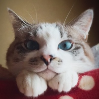 シャムのペットプロフをもっと見る