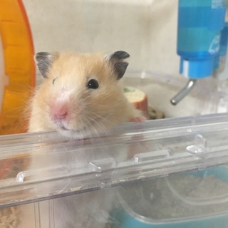 急募》キンクマバンデットサテン 長毛 6/2生まれ