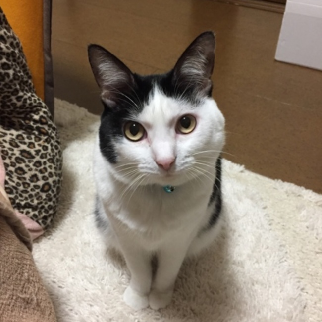 酒津桜猫活動のカバー写真