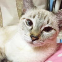 シャムのペットプロフをもっと見る