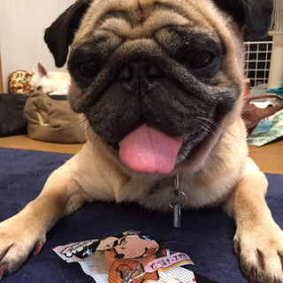 デカパグ癒し系イケワン ぱぐお君