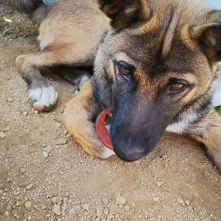 【募集保留】七ヶ月マリノアと柴犬のミックス