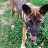【募集保留】七ヶ月マリノアと柴犬のミックス サムネイル3