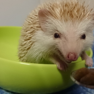 応募者多数のため一時募集停止します