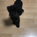 甘えん坊のトイプードル
