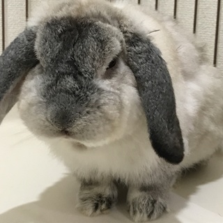 甘えたがり✳︎ホーランドロップ