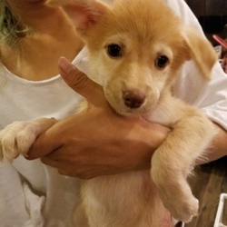 ｵﾙﾎﾞ譲渡会 サムネイル2