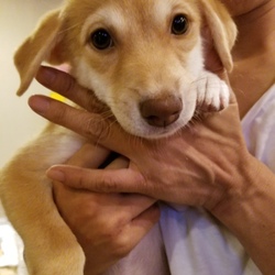 ｵﾙﾎﾞ譲渡会 サムネイル3