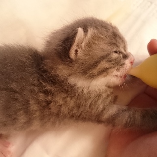 生後2週間くらい。キレイな子猫です。