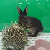 なで心地バツグンのうさぎ（ネザーランドドワーフ） サムネイル7