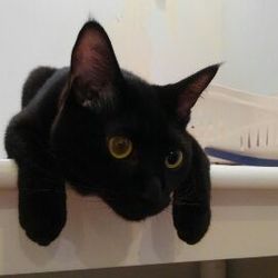 第３回　大口猫の会　譲渡会