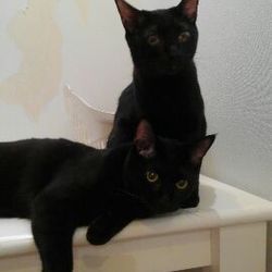 第４回　大口猫の会　譲渡会