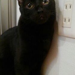 第６回　大口猫の会　譲渡会