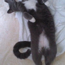 第１回　大口猫の会　ねこふぇす