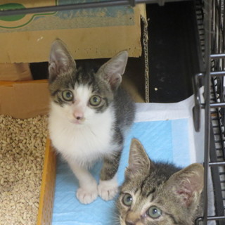 すでにイケメン２か月