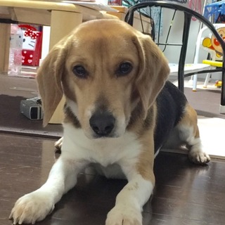 ビークルの里親募集中