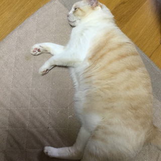 ヘビー級、甘えたのシロちゃん