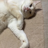 ヘビー級、甘えたのシロちゃん サムネイル5