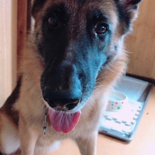 大人しい女の子 急募中