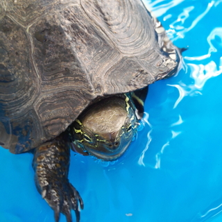 くさがめ メス 14歳