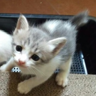 生後1ヶ月、美形の白グレー女の子